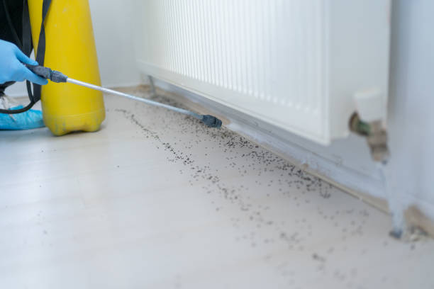 Best Affordable Pest Control Services  in Jasper, TX